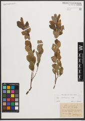 Foto von Salix starkeana Willd.